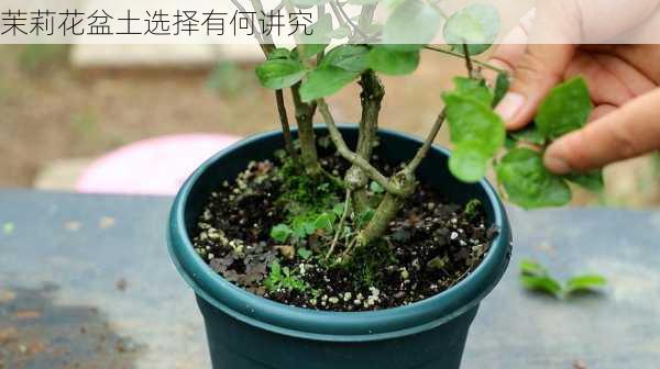 茉莉花盆土选择有何讲究