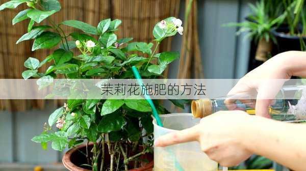 茉莉花施肥的方法