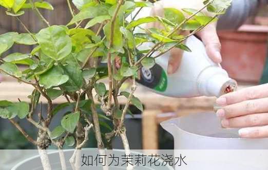 如何为茉莉花浇水