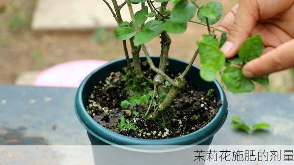 茉莉花施肥的剂量