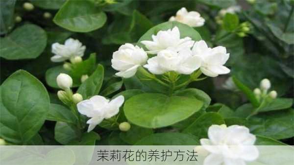 茉莉花的养护方法