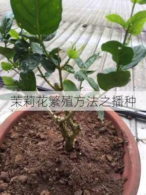 茉莉花繁殖方法之播种