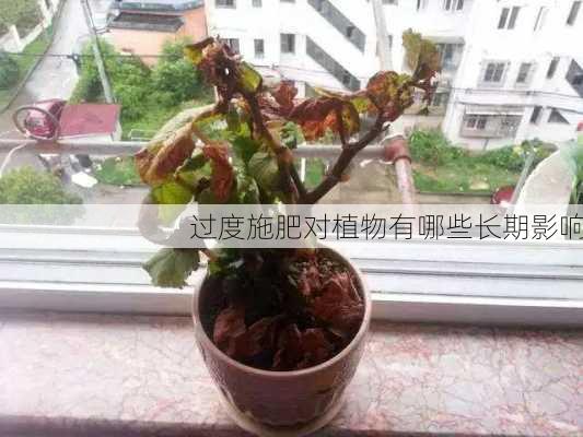 过度施肥对植物有哪些长期影响