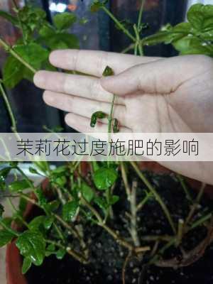 茉莉花过度施肥的影响