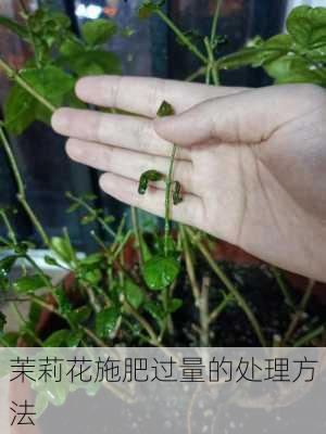 茉莉花施肥过量的处理方法