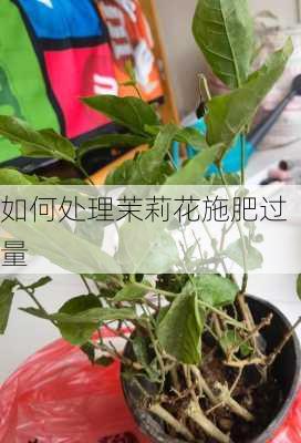 如何处理茉莉花施肥过量