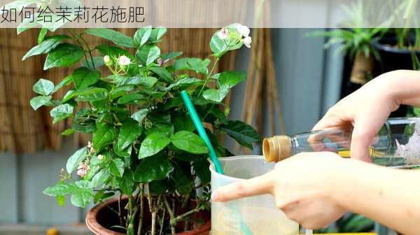 如何给茉莉花施肥