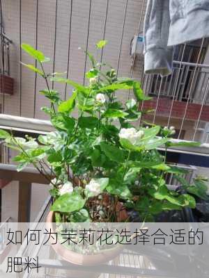 如何为茉莉花选择合适的肥料