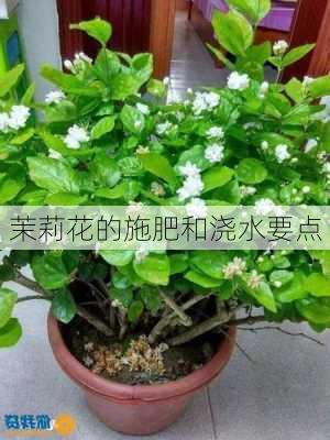 茉莉花的施肥和浇水要点