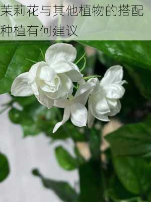 茉莉花与其他植物的搭配种植有何建议