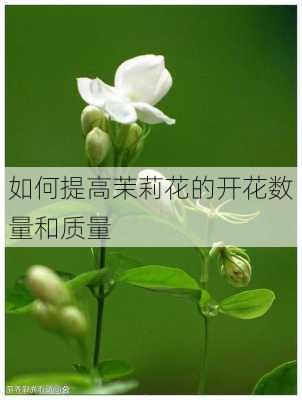 如何提高茉莉花的开花数量和质量