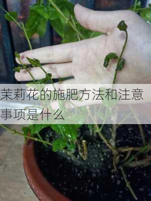 茉莉花的施肥方法和注意事项是什么