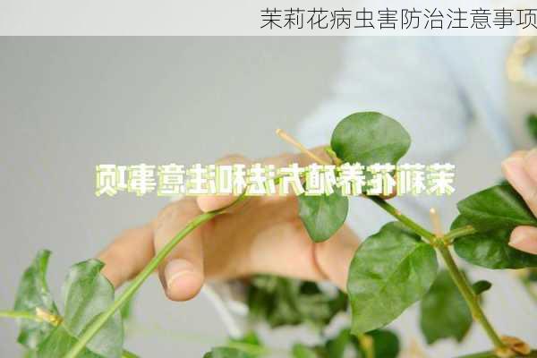 茉莉花病虫害防治注意事项