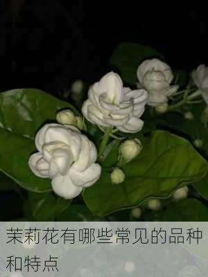 茉莉花有哪些常见的品种和特点