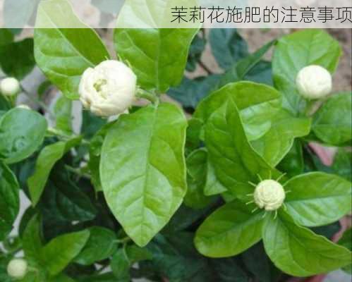 茉莉花施肥的注意事项