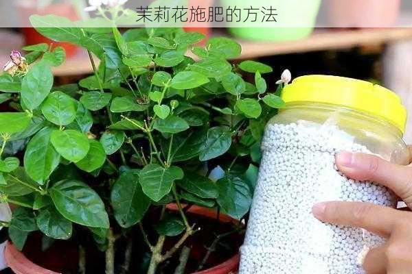 茉莉花施肥的方法