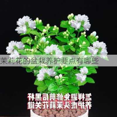 茉莉花的盆栽养护要点有哪些