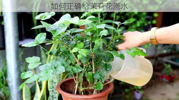 如何正确给茉莉花浇水