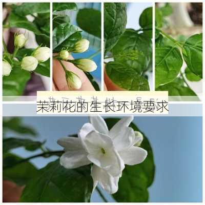 茉莉花的生长环境要求