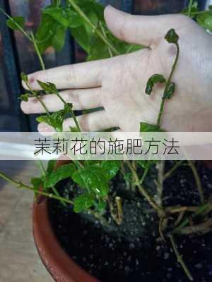 茉莉花的施肥方法