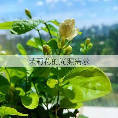 茉莉花的光照需求