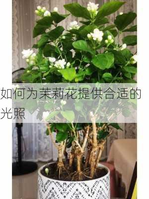 如何为茉莉花提供合适的光照