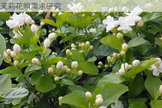 茉莉花照需求研究