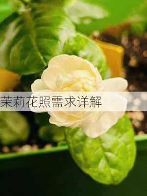 茉莉花照需求详解