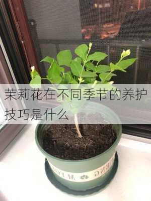 茉莉花在不同季节的养护技巧是什么