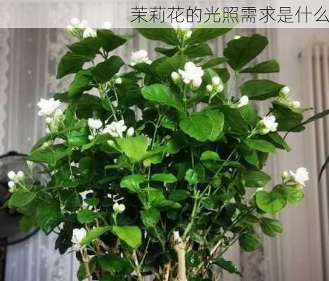 茉莉花的光照需求是什么