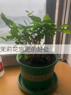 茉莉花施肥的好处