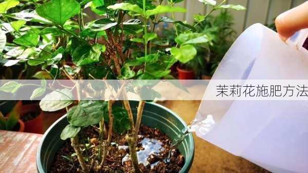 茉莉花施肥方法