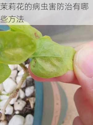 茉莉花的病虫害防治有哪些方法