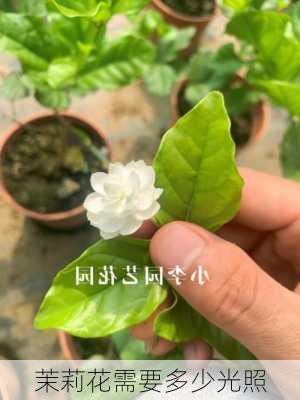 茉莉花需要多少光照