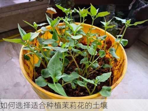 如何选择适合种植茉莉花的土壤