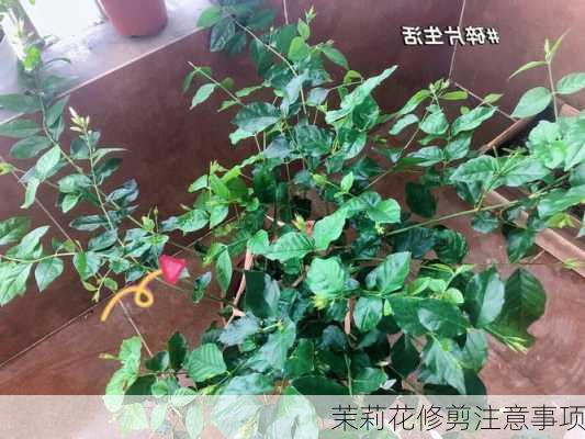 茉莉花修剪注意事项