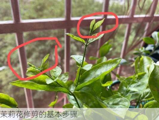 茉莉花修剪的基本步骤