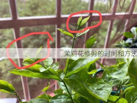 茉莉花修剪的时间和方法