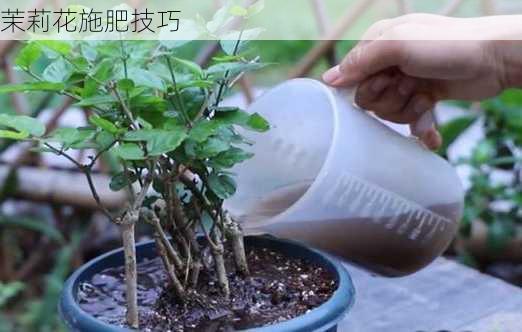 茉莉花施肥技巧