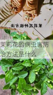 茉莉花的病虫害防治方法是什么