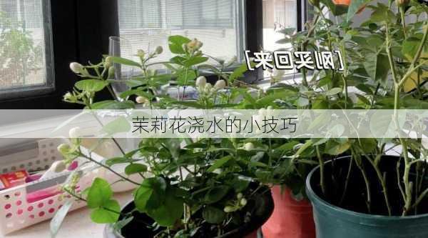 茉莉花浇水的小技巧