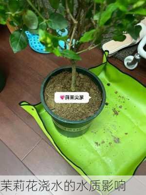 茉莉花浇水的水质影响