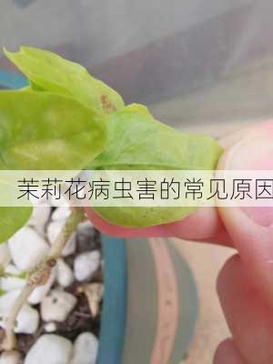 茉莉花病虫害的常见原因