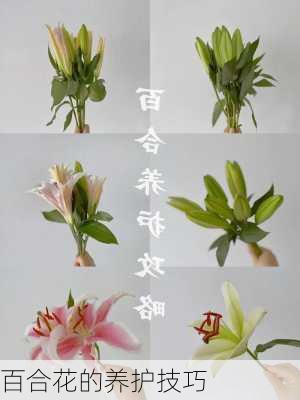 百合花的养护技巧