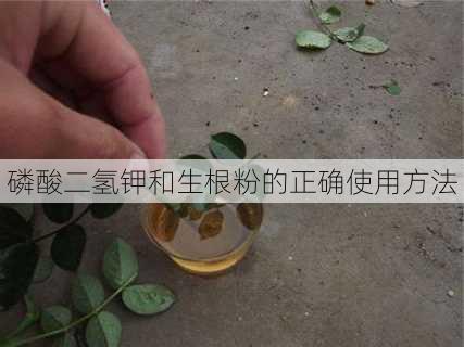 磷酸二氢钾和生根粉的正确使用方法