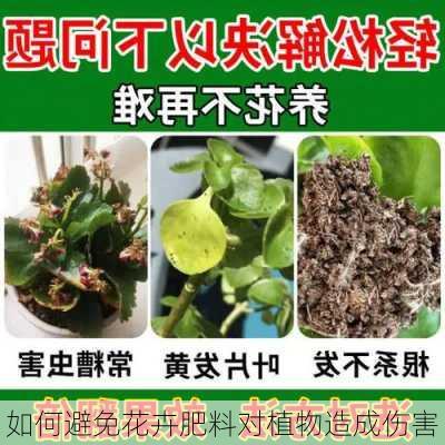 如何避免花卉肥料对植物造成伤害