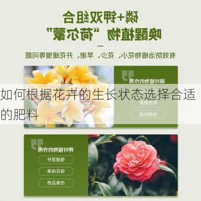 如何根据花卉的生长状态选择合适的肥料