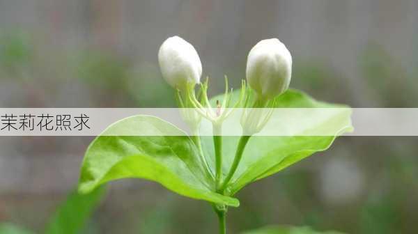 茉莉花照求