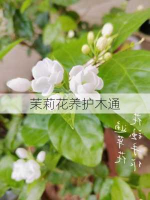 茉莉花养护木通