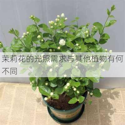 茉莉花的光照需求与其他植物有何不同